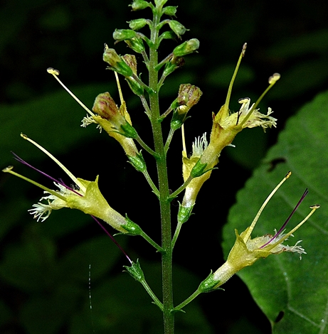 {Collinsonia canadensis}